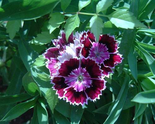 ay-46.JPG (34188 bytes)